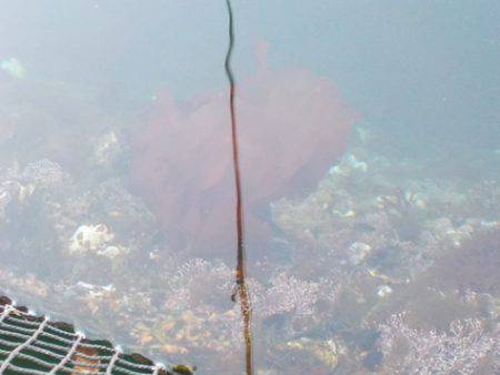 淡路じゃのひれフィッシングパーク 釣果