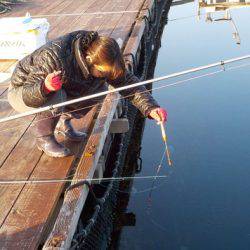 淡路じゃのひれフィッシングパーク 釣果