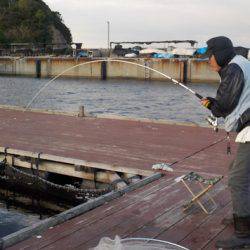 淡路じゃのひれフィッシングパーク 釣果