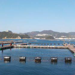 淡路じゃのひれフィッシングパーク 釣果