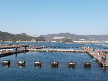 淡路じゃのひれフィッシングパーク 釣果