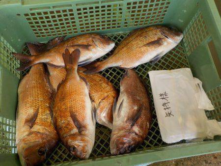 淡路じゃのひれフィッシングパーク 釣果