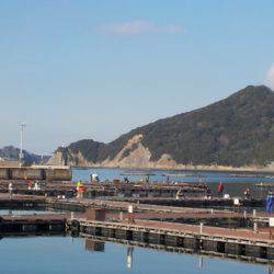 淡路じゃのひれフィッシングパーク 釣果