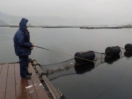 淡路じゃのひれフィッシングパーク 釣果