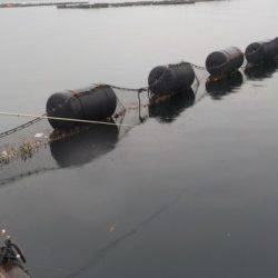 淡路じゃのひれフィッシングパーク 釣果