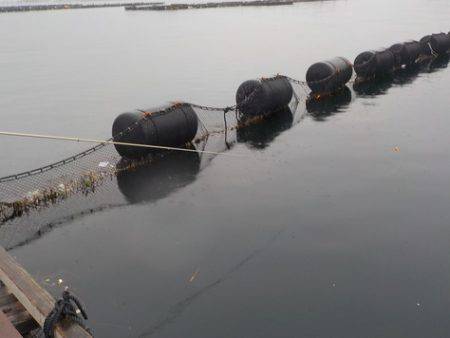 淡路じゃのひれフィッシングパーク 釣果