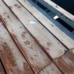 淡路じゃのひれフィッシングパーク 釣果