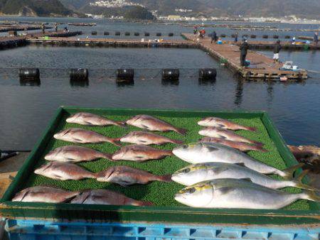 淡路じゃのひれフィッシングパーク 釣果