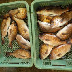 淡路じゃのひれフィッシングパーク 釣果