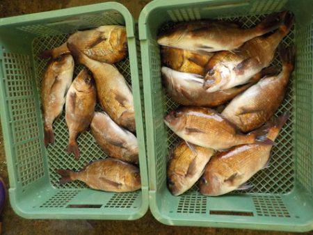 淡路じゃのひれフィッシングパーク 釣果