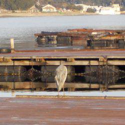淡路じゃのひれフィッシングパーク 釣果