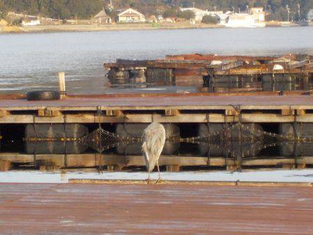 淡路じゃのひれフィッシングパーク 釣果