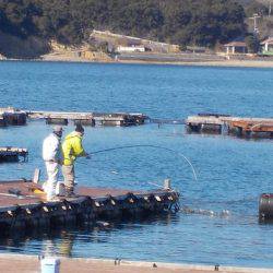 淡路じゃのひれフィッシングパーク 釣果