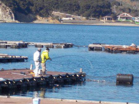 淡路じゃのひれフィッシングパーク 釣果