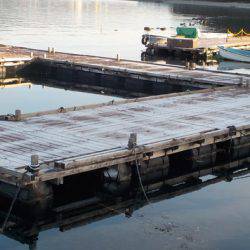 淡路じゃのひれフィッシングパーク 釣果