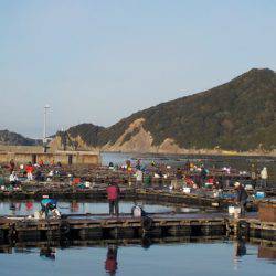 淡路じゃのひれフィッシングパーク 釣果