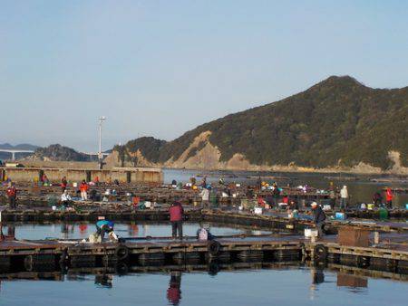 淡路じゃのひれフィッシングパーク 釣果