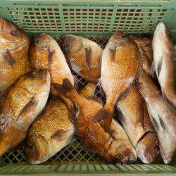 淡路じゃのひれフィッシングパーク 釣果