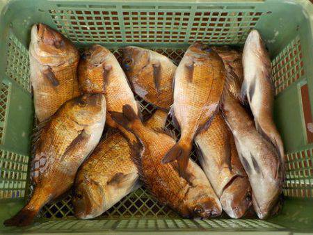 淡路じゃのひれフィッシングパーク 釣果