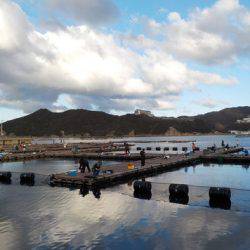 淡路じゃのひれフィッシングパーク 釣果