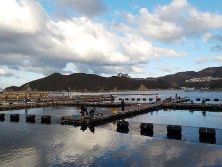 淡路じゃのひれフィッシングパーク 釣果