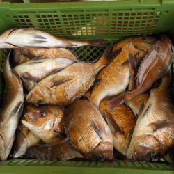 淡路じゃのひれフィッシングパーク 釣果