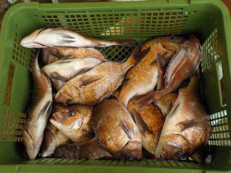 淡路じゃのひれフィッシングパーク 釣果