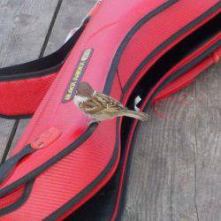 淡路じゃのひれフィッシングパーク 釣果