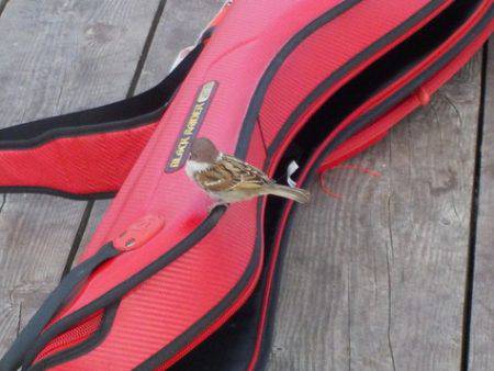 淡路じゃのひれフィッシングパーク 釣果