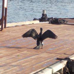 淡路じゃのひれフィッシングパーク 釣果