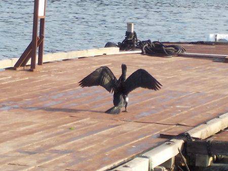 淡路じゃのひれフィッシングパーク 釣果
