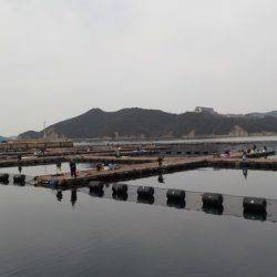 淡路じゃのひれフィッシングパーク 釣果