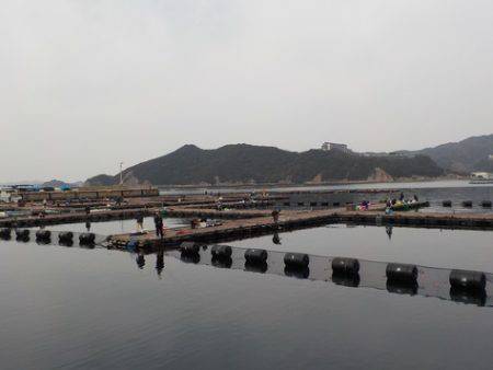 淡路じゃのひれフィッシングパーク 釣果