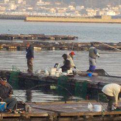 淡路じゃのひれフィッシングパーク 釣果