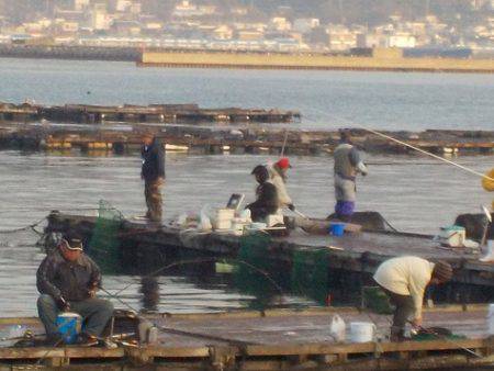 淡路じゃのひれフィッシングパーク 釣果