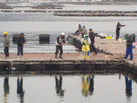 淡路じゃのひれフィッシングパーク 釣果