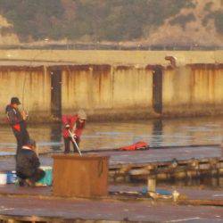 淡路じゃのひれフィッシングパーク 釣果