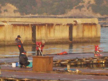 淡路じゃのひれフィッシングパーク 釣果