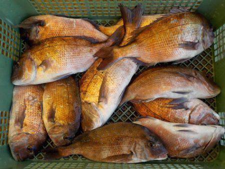 淡路じゃのひれフィッシングパーク 釣果