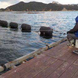 淡路じゃのひれフィッシングパーク 釣果