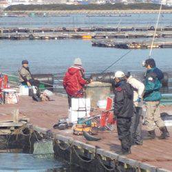 淡路じゃのひれフィッシングパーク 釣果