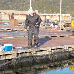 淡路じゃのひれフィッシングパーク 釣果