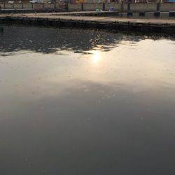 淡路じゃのひれフィッシングパーク 釣果