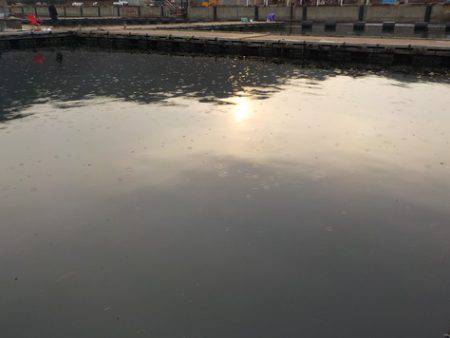 淡路じゃのひれフィッシングパーク 釣果