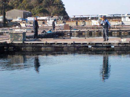 淡路じゃのひれフィッシングパーク 釣果