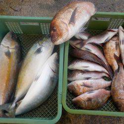 淡路じゃのひれフィッシングパーク 釣果