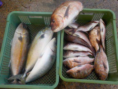 淡路じゃのひれフィッシングパーク 釣果