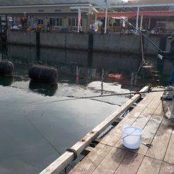 淡路じゃのひれフィッシングパーク 釣果