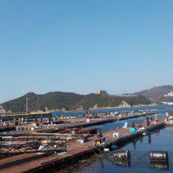 淡路じゃのひれフィッシングパーク 釣果