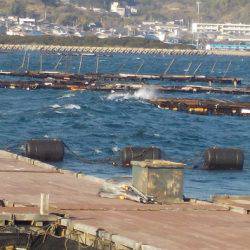 淡路じゃのひれフィッシングパーク 釣果